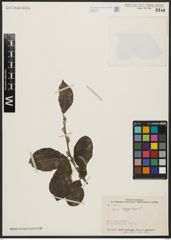 Foto von Salix aegyptiaca L.